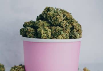 green kush in pink bucket