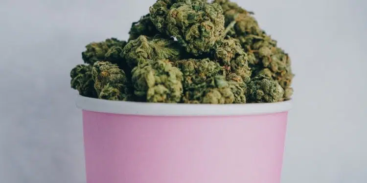 green kush in pink bucket